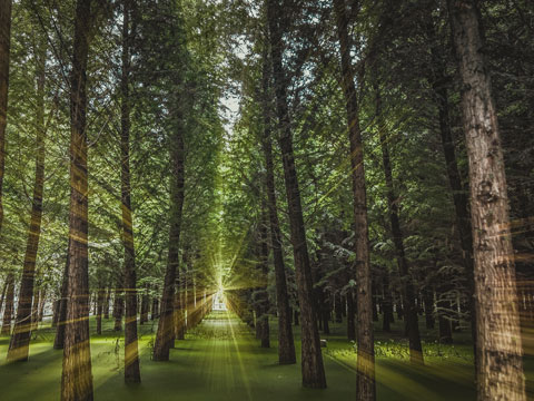 非法批準征用、占用土地罪