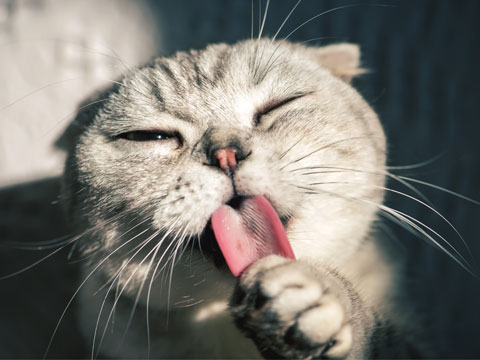 動植物檢疫失職罪